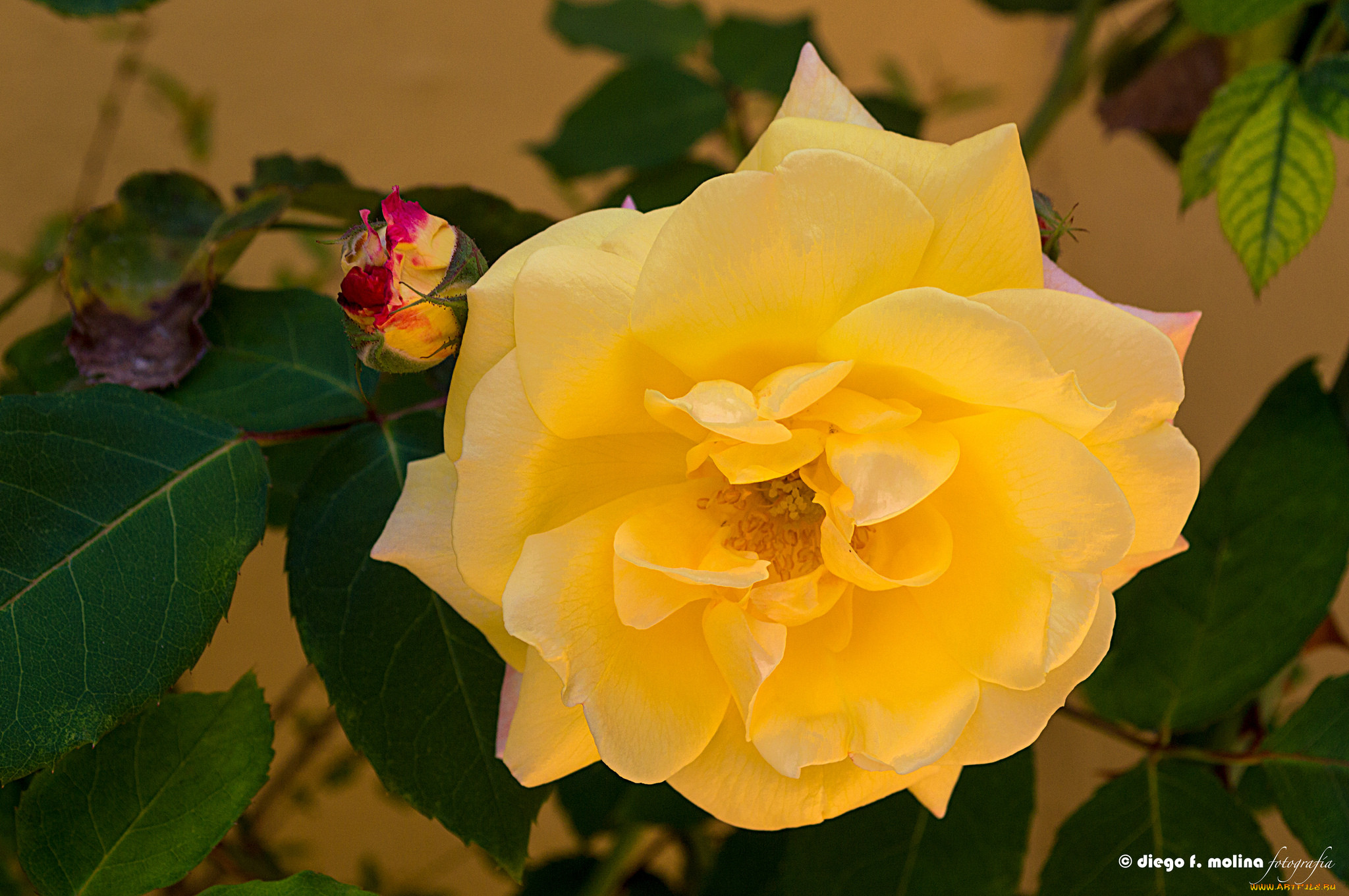 , , , leaves, petals, bud, , , , , blossoms, rose